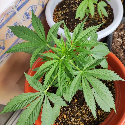 Mari Pili growlog timeline photo