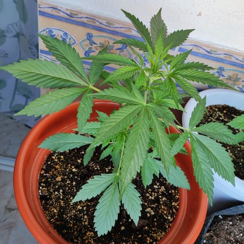 Mari Pili growlog timeline photo