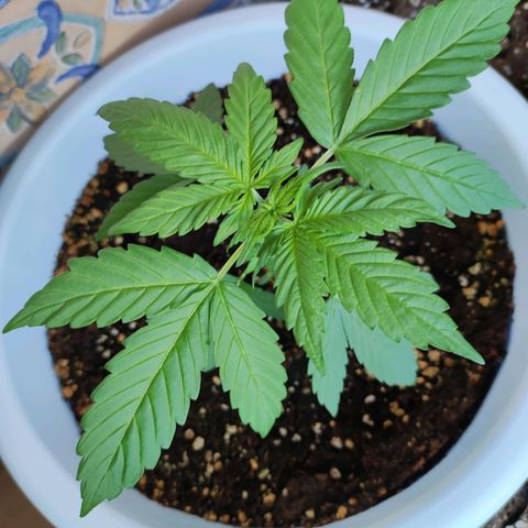 Mery Jane growlog timeline photo
