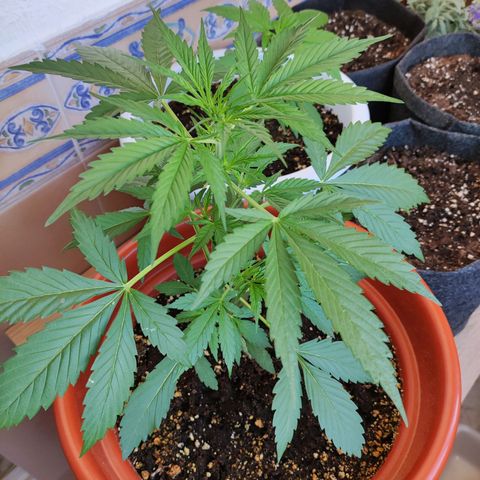 Mari Pili growlog timeline photo