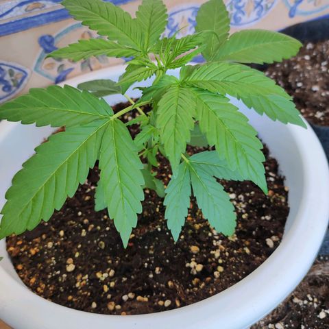 Mery Jane growlog timeline photo