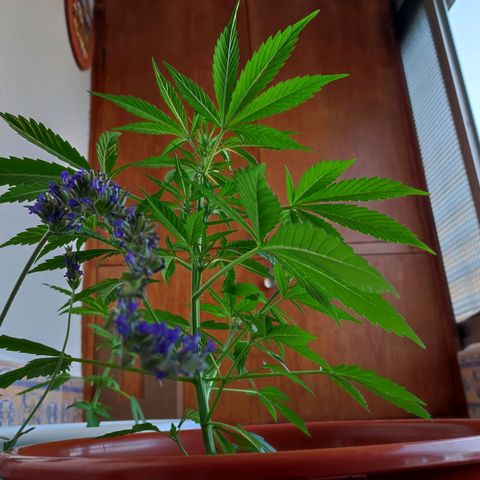 Mari Pili growlog timeline photo