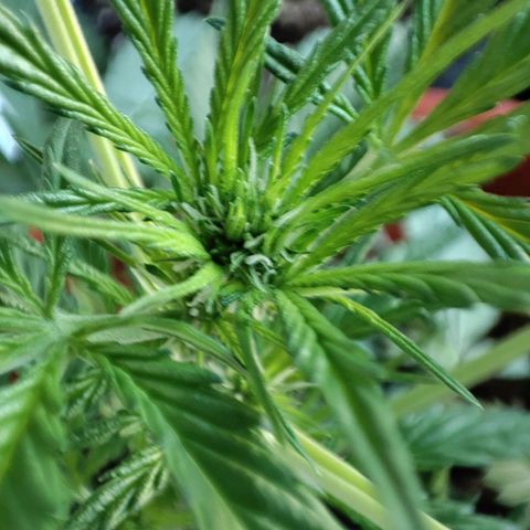 Mari Pili growlog timeline photo