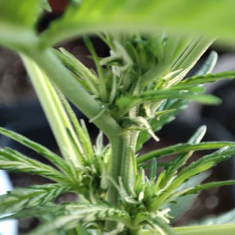 Mari Pili growlog timeline photo