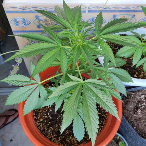Mari Pili growlog timeline photo