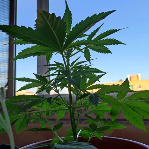 Mari Pili growlog timeline photo