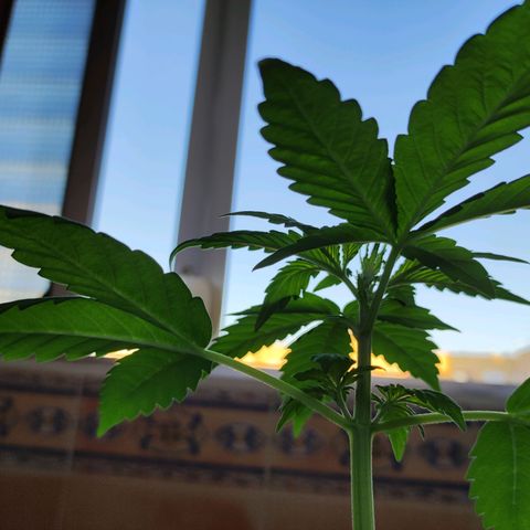 Mery Jane growlog timeline photo