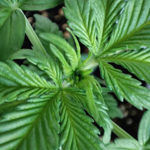 Mery Jane growlog timeline photo
