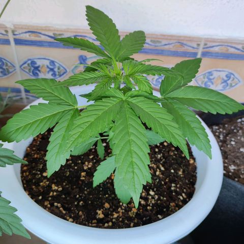 Mery Jane growlog timeline photo