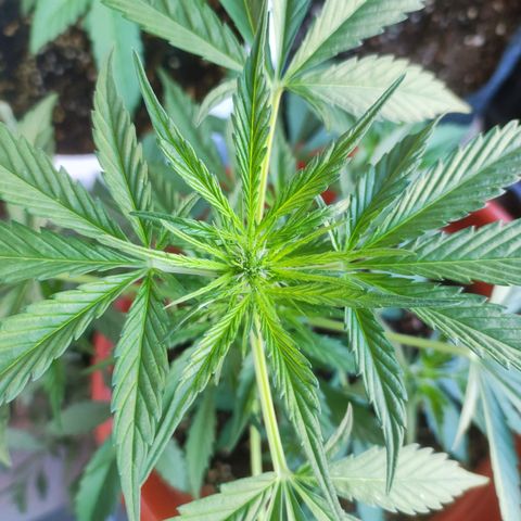 Mari Pili growlog timeline photo