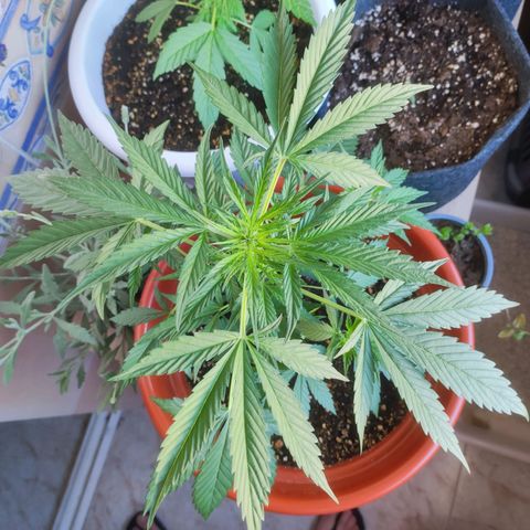 Mari Pili growlog timeline photo