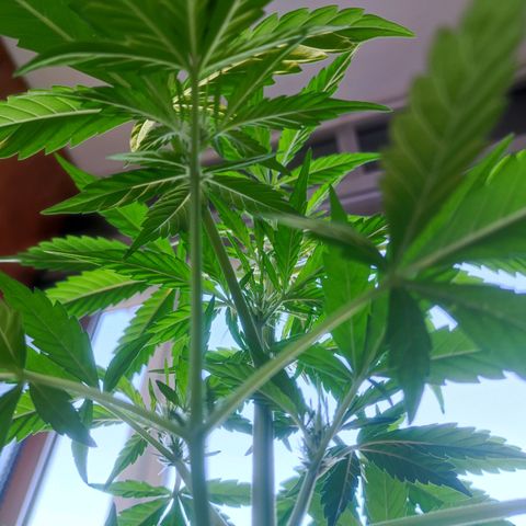 Mari Pili growlog timeline photo