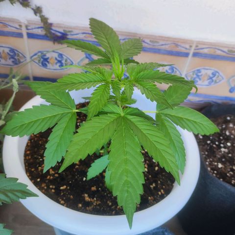 Mery Jane growlog timeline photo