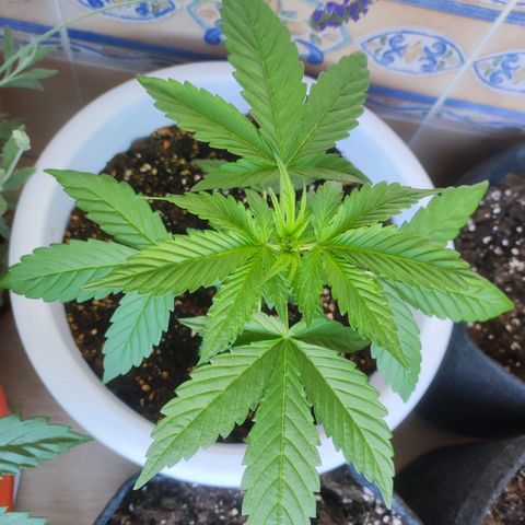 Mery Jane growlog timeline photo