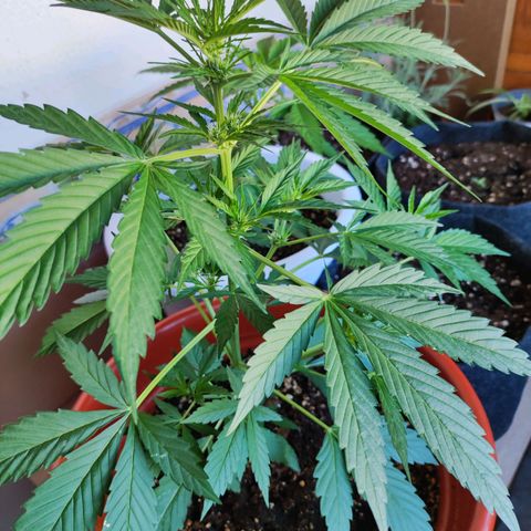 Mari Pili growlog timeline photo