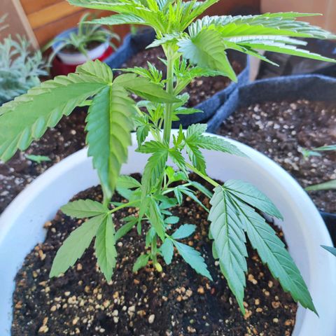 Mery Jane growlog timeline photo
