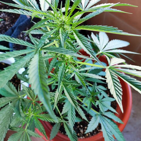 Mari Pili growlog timeline photo