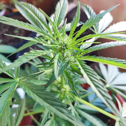 Mari Pili growlog timeline photo