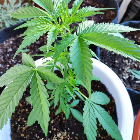 Mery Jane growlog timeline photo