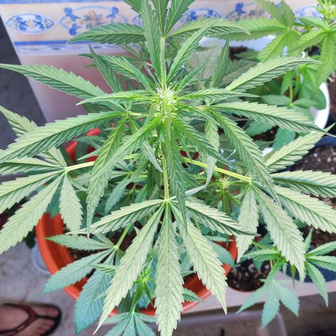 Mari Pili growlog timeline photo