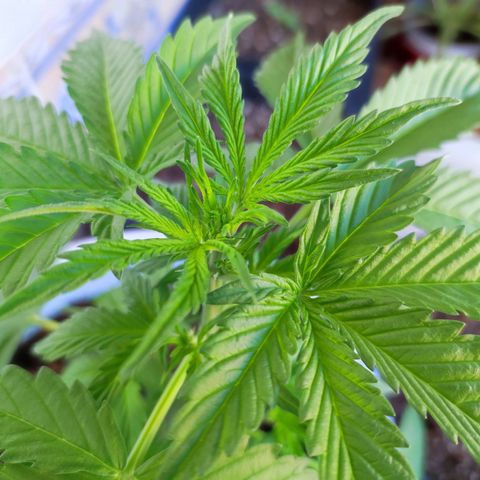Mery Jane growlog timeline photo