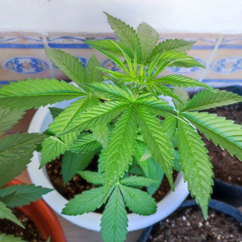 Mery Jane growlog timeline photo