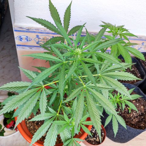 Mari Pili growlog timeline photo