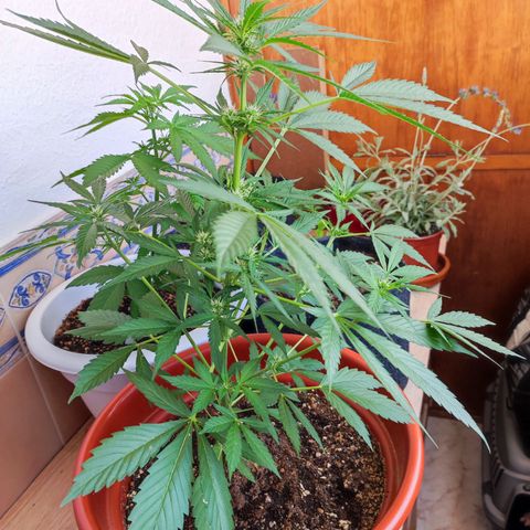 Mari Pili growlog timeline photo
