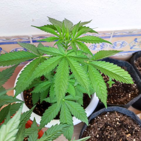 Mery Jane growlog timeline photo