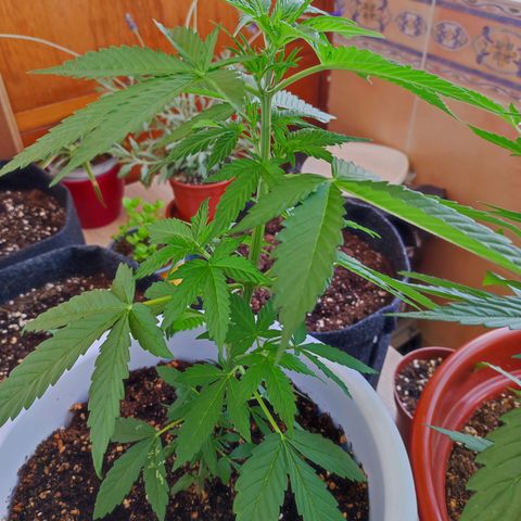Mery Jane growlog timeline photo