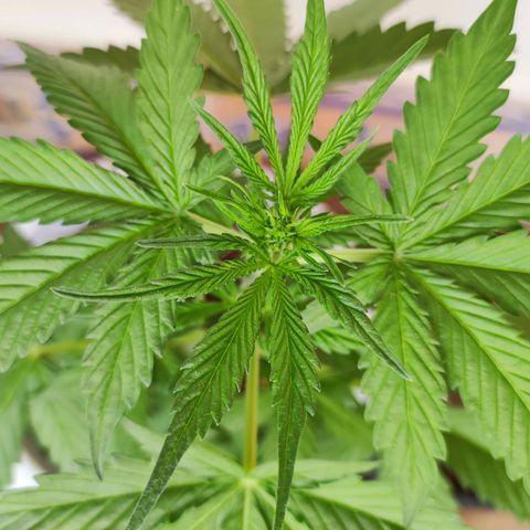 Mery Jane growlog timeline photo