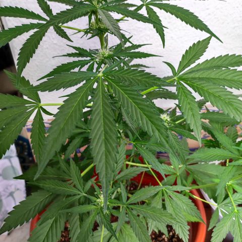 Mari Pili growlog timeline photo