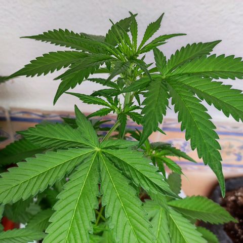 Mery Jane growlog timeline photo