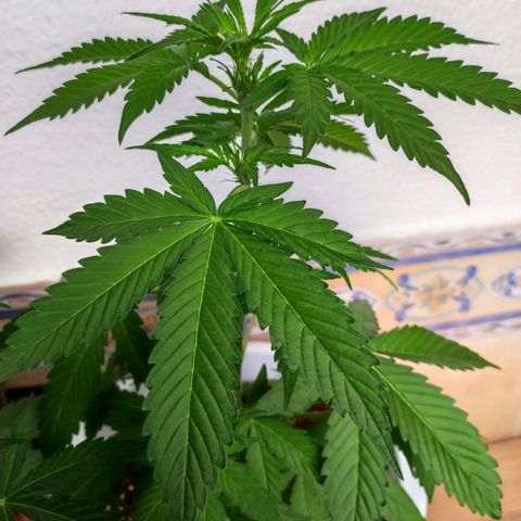 Mery Jane growlog timeline photo