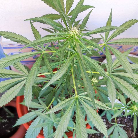Mari Pili growlog timeline photo