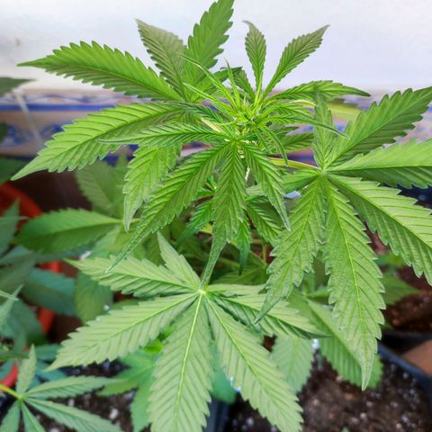Mery Jane growlog timeline photo