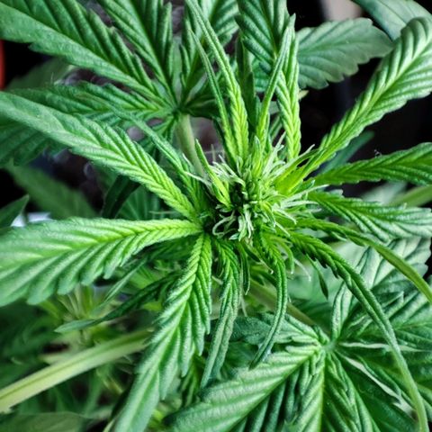 Mery Jane growlog timeline photo