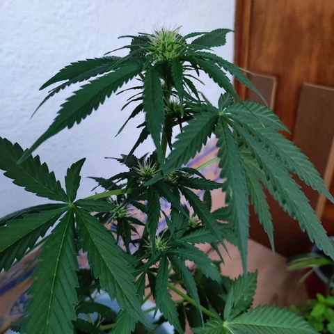 Mery Jane growlog timeline photo
