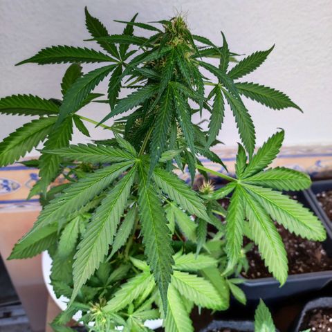 Mery Jane growlog timeline photo