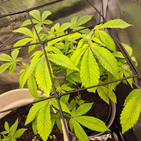 Auto Anubis growlog timeline photo