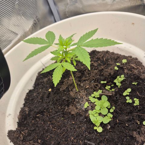 Auto Blue Pyramid growlog timeline photo