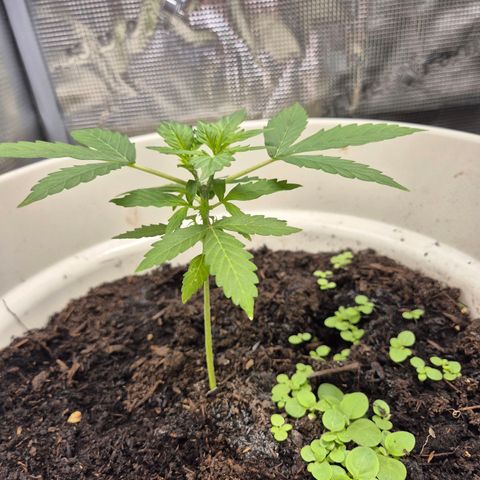 Auto Blue Pyramid growlog timeline photo