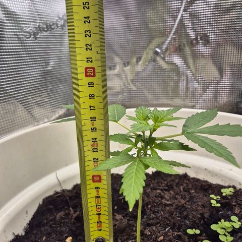 Auto Blue Pyramid growlog timeline photo