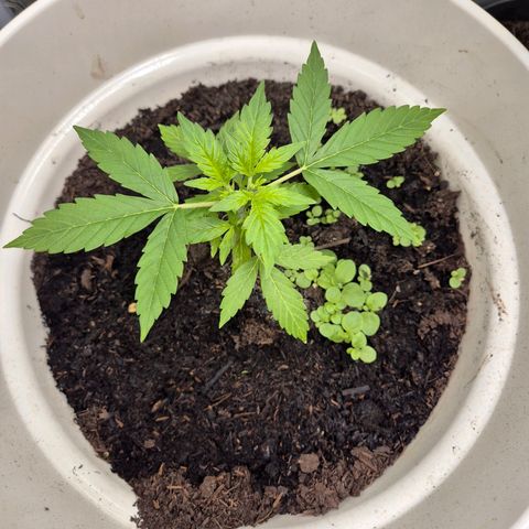 Auto Blue Pyramid growlog timeline photo
