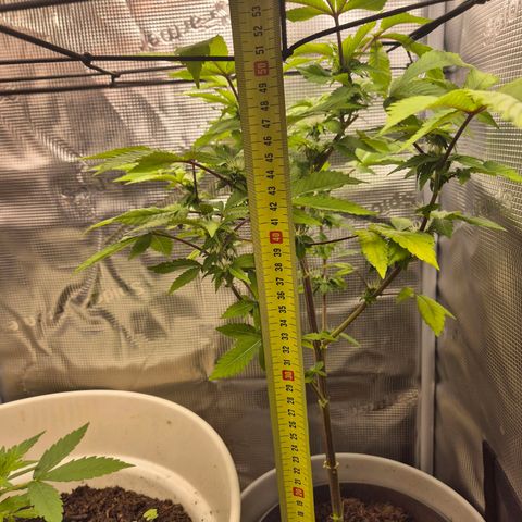 Auto Anubis growlog timeline photo