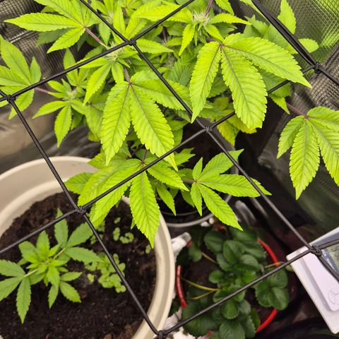Auto Anubis growlog timeline photo