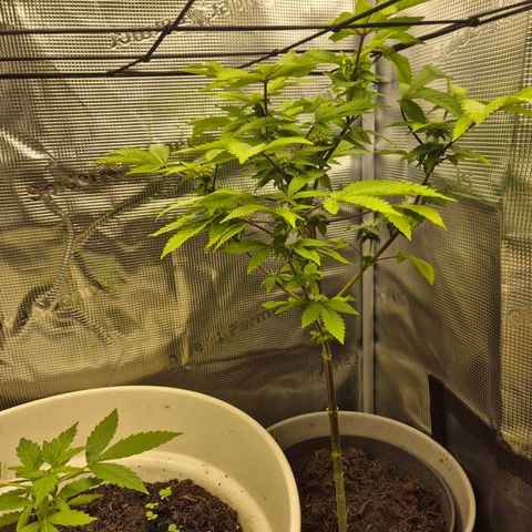 Auto Anubis growlog timeline photo