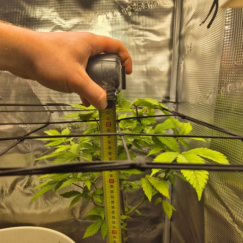 Auto Anubis growlog timeline photo