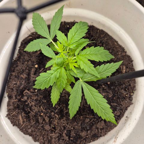 Auto Blue Pyramid growlog timeline photo