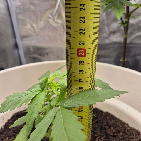 Auto Blue Pyramid growlog timeline photo